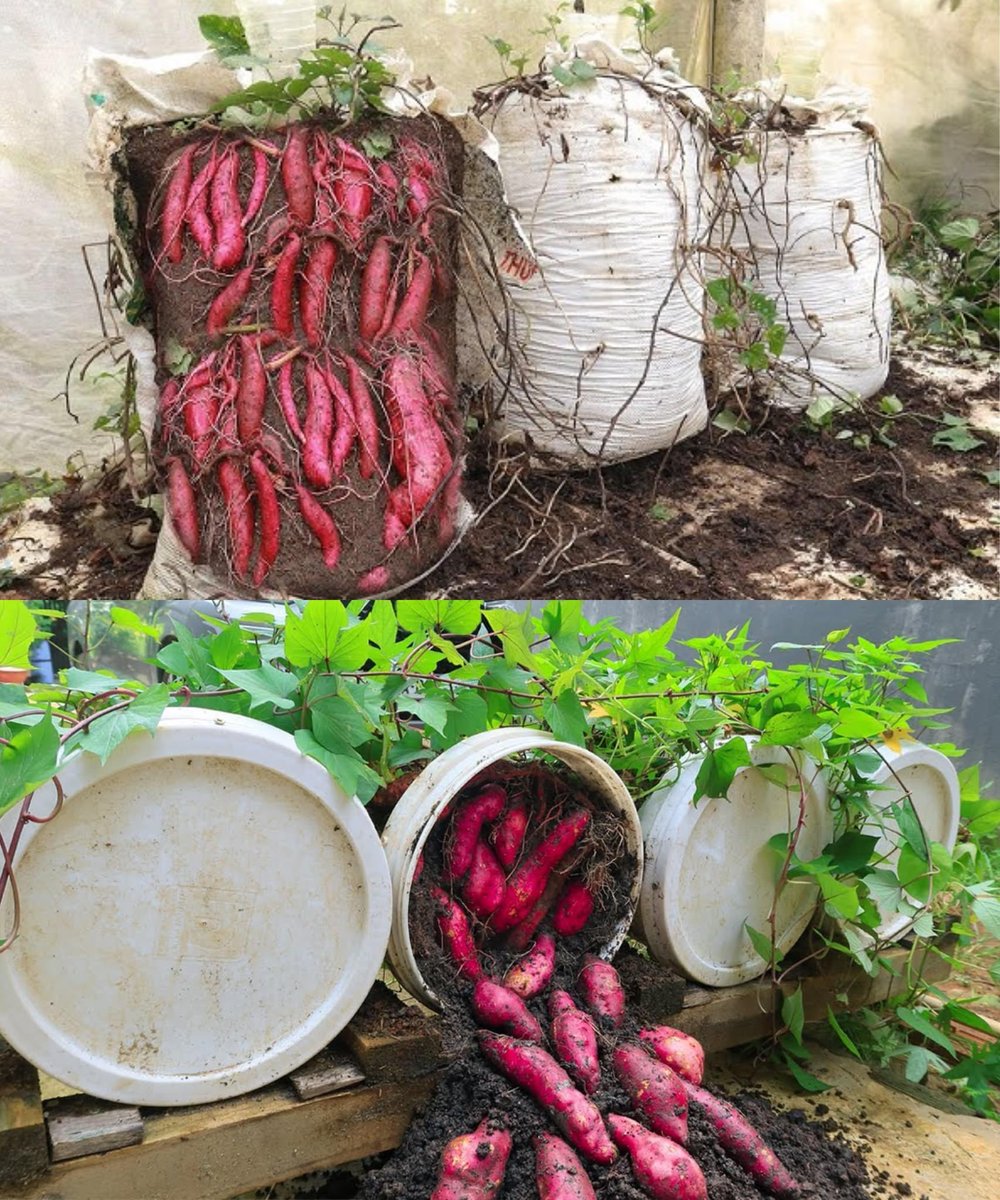 Method of Growing Sweet Potatoes on a Trellis at Home for High Yield 1. Choose Healthy Slips: Pick sturdy, disease-resistant sweet potato slips from a nursery. 2. Prepare the Trellis: Erect a sturdy trellis structure that can support vine growth. 3. Planting: Space the slips