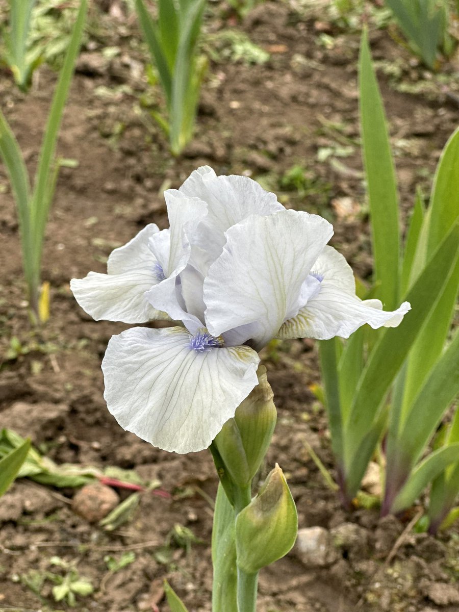 IB Iris ‘Loves Tune’ a reliable strong growing intermediate iris! One that will be with us tomorrow at Hethersett Village Hall, NR9 3JJ 10am-1pm for the Norfolk Plant Heritage plant fair! See you there! #plantfair #norwich #irises #beardedirises #seagatenurseries @Plantheritage