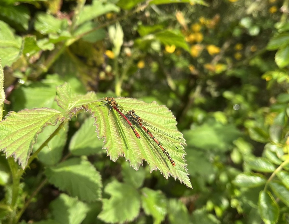 Just as I took this picture, a large red damselfly landed on my wrist