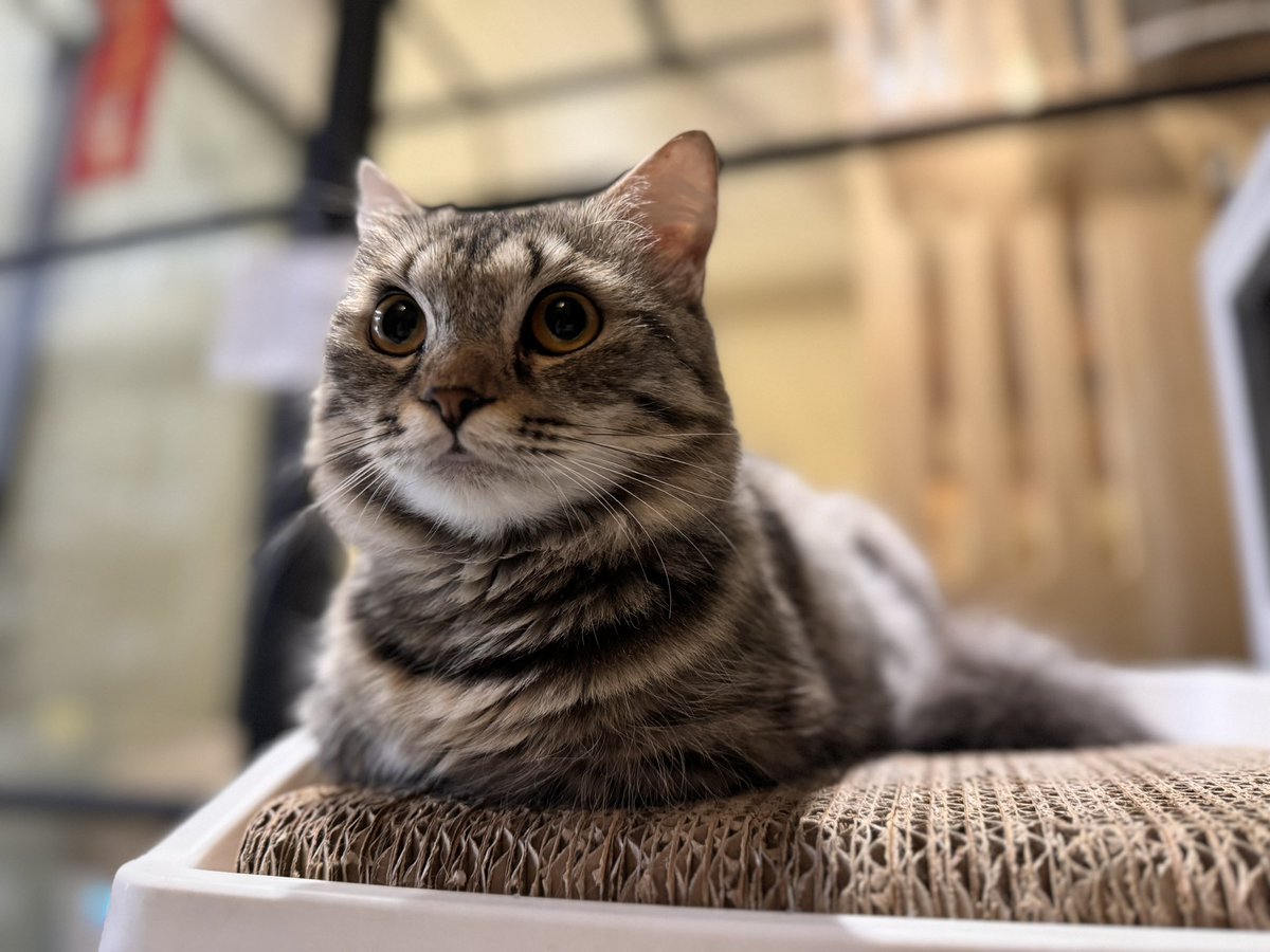 泥泥就是個冷豔的小美女🧊