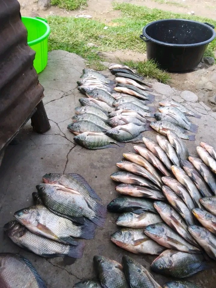 Sai kisumu bora uwe na gari. Samaki utabeba vile unataka. Beseni moja at only 200ksh jamaaa