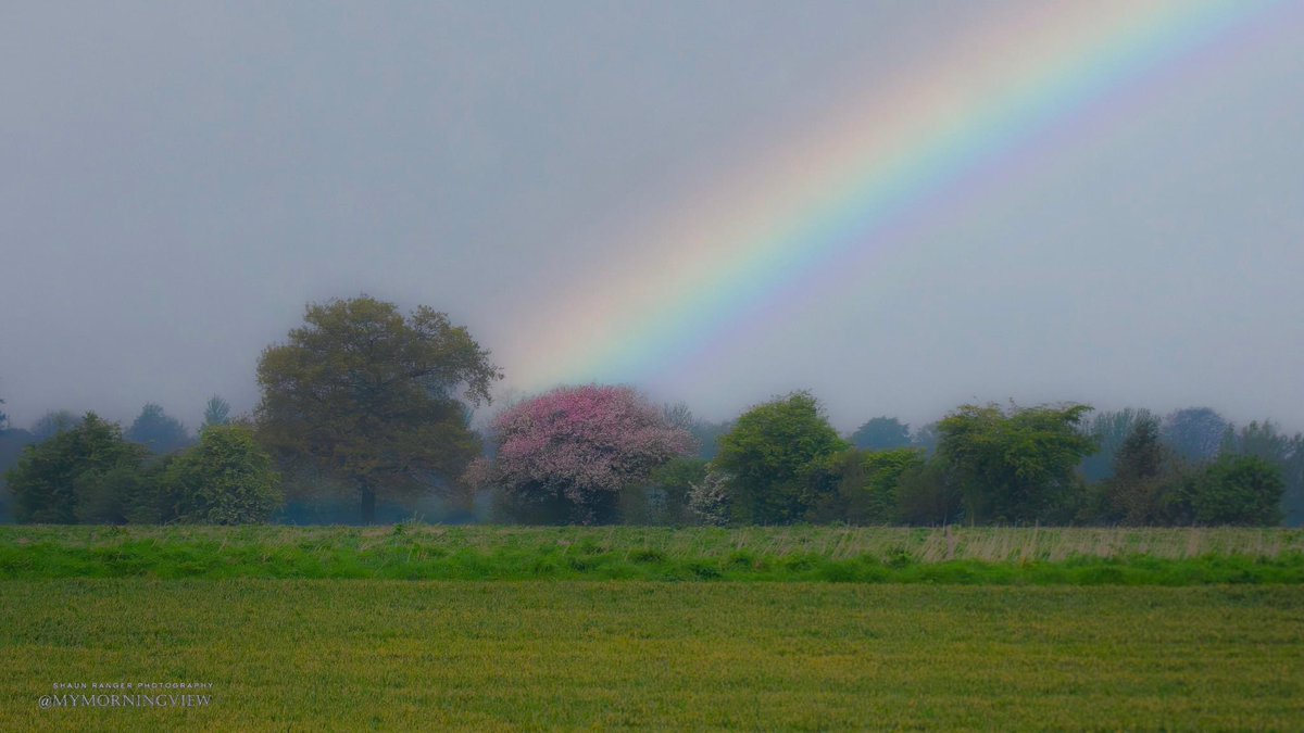 My Morning View ESSEX 😬 #rainbow #woodland #nikonphotography