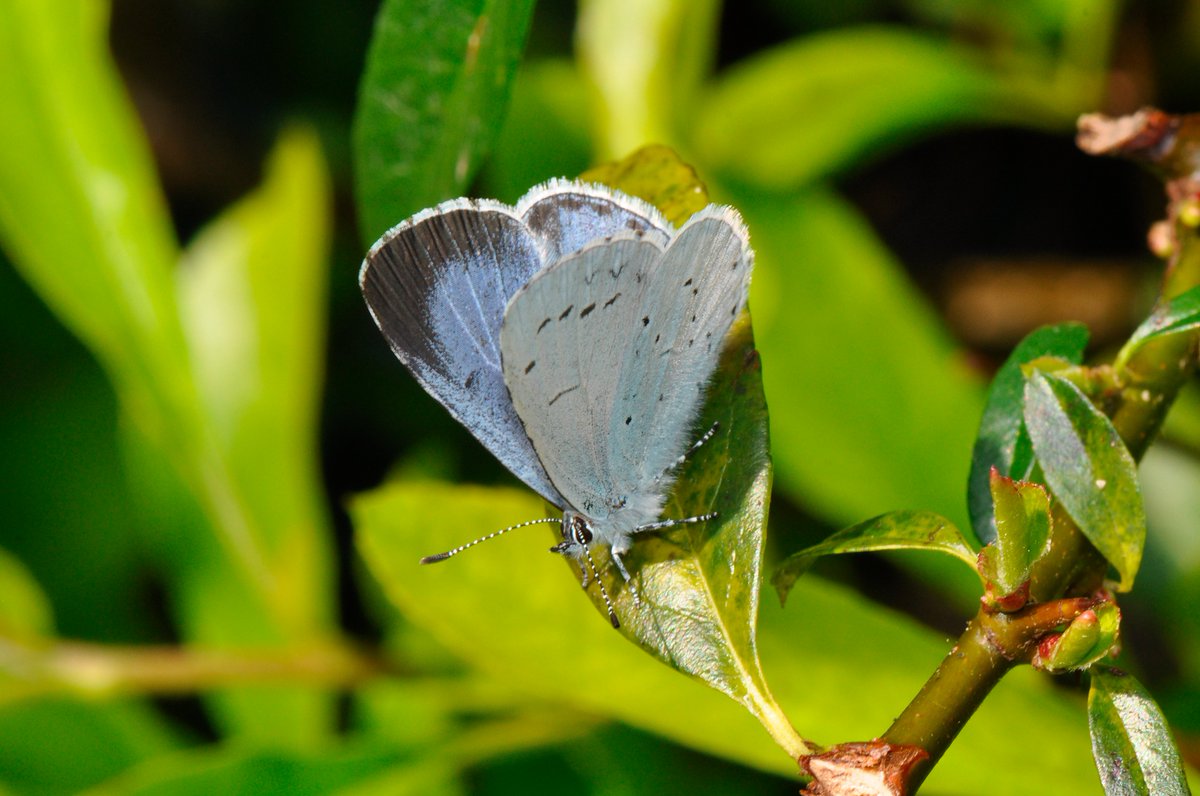 Holly Blues are flying around in our garden in Oxford whenever the sun is out - let's hope we have a few sunny spells over the May Bank Holiday @BBOWT @UpperThamesBC @savebutterflies @ukbutterflies @TVERC1