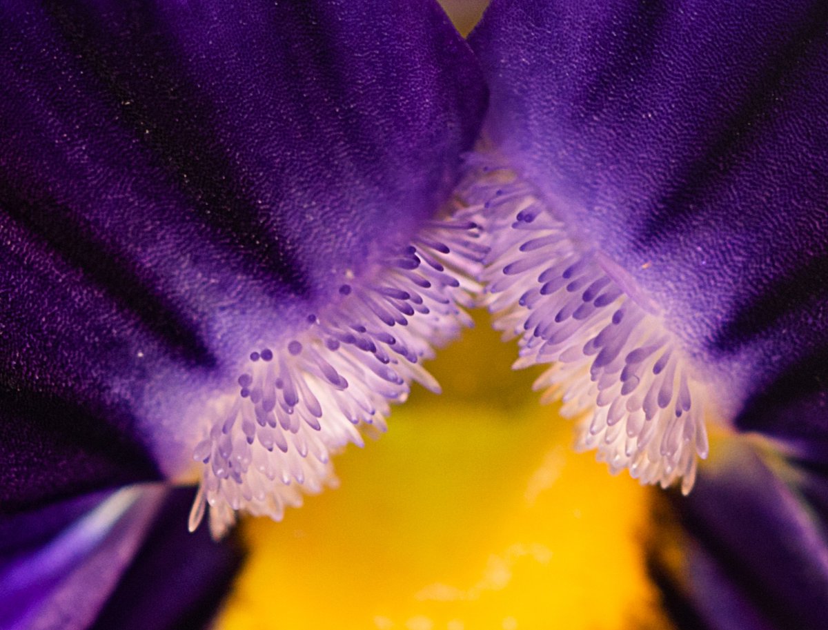 #NaturePhotography #MacroMagic #FlowerLovers #PurplePassion #NatureDetails #GardenInspiration #BloomBeauty #MacroFlower #NatureCloseUp #InstaFlora #sex #eros