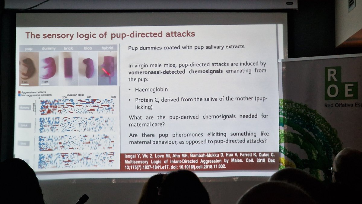 What better way to start the day than with one of this year's most anticipated sessions. 'Pheromones and Mother-Pup Attachment' is brought to us by one of the world's leading experts in socio-sexual behavior, Fernando Martínez García. @REDOLFATIVA