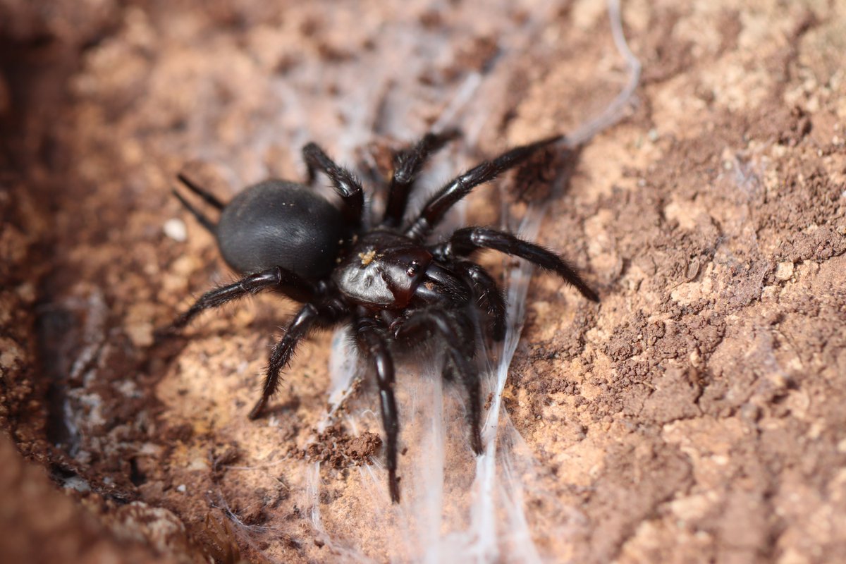 A protected spider! Macrothele calpeiana - the Gibraltar funnel-web spider or Spanish funnel-web spider, is one of the largest spiders in Europe. A stunning spider with very long spinnerets #FincaLaDonaria #Spain #spiders