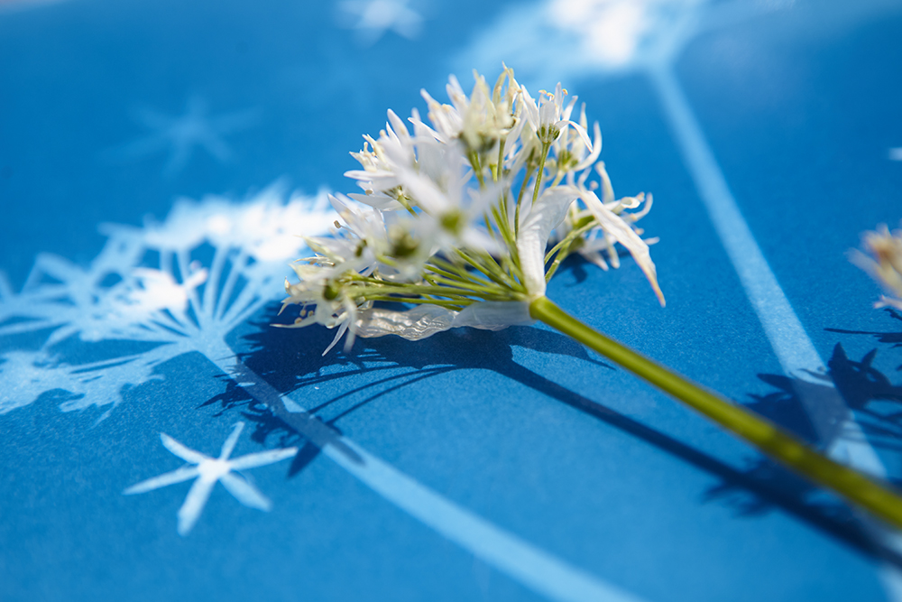 It is that time of year #wildgarlic #cyanotype