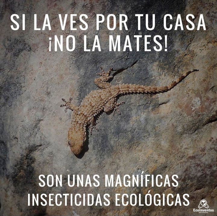 No las mates ni las dañes, comen los insectos que a vos te molestan