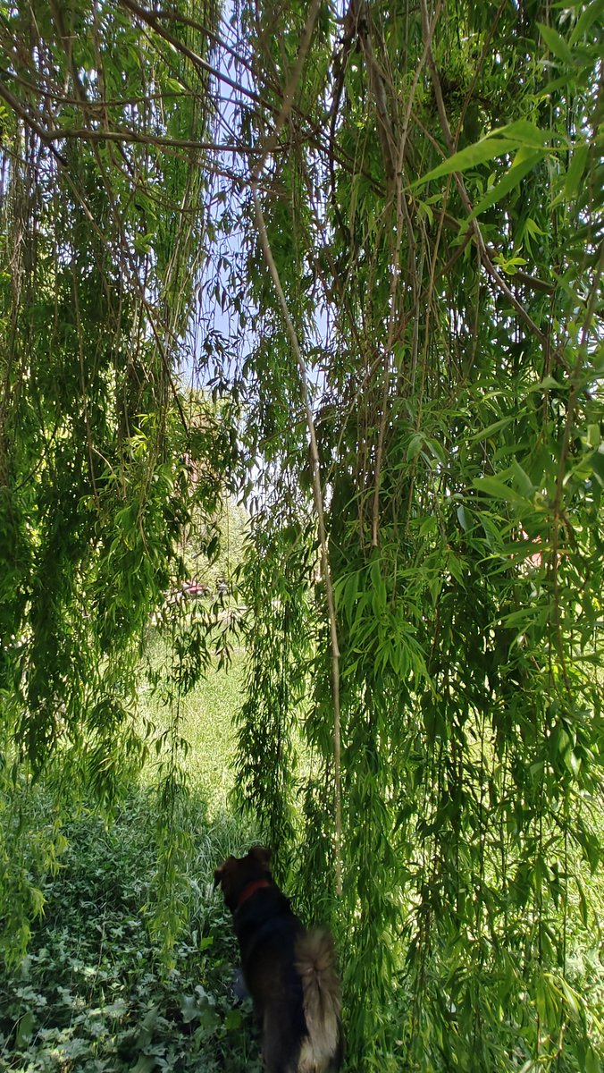 This willow is now touching the ground... Makes it a perfect tent of sorts to sit under Willows are so thick that you could sit under rain and not really get wet at all. Preferred by birds for same reason for nests. #mashobra #HimachalPradesh #SaturdayVibes #gardening