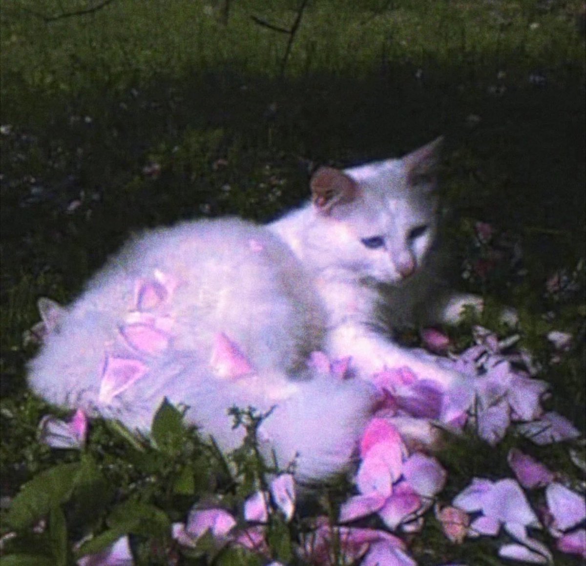 Aspromised tweet media