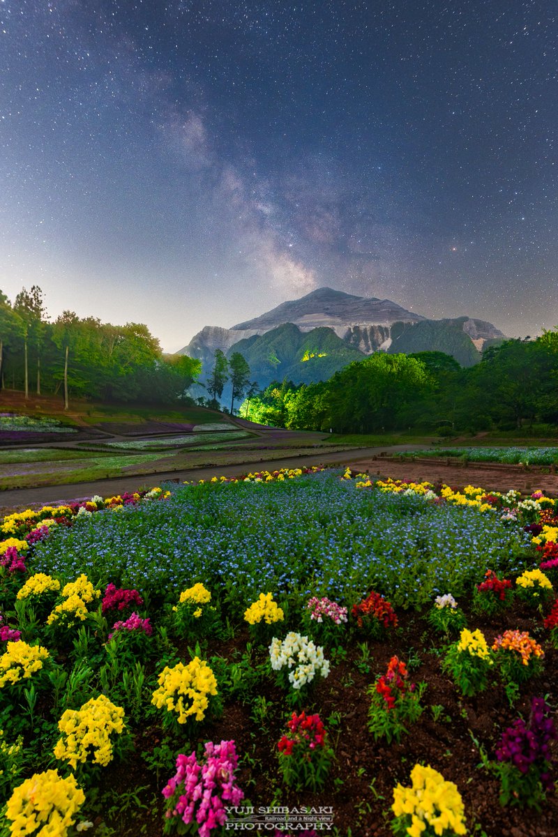 秩父の花々に囲まれて、武甲山に立ち昇る天の川