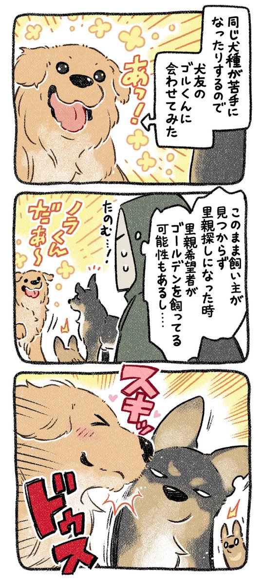 保護犬茶々のお話【第38話】
#漫画が読めるハッシュタグ #絵日記 