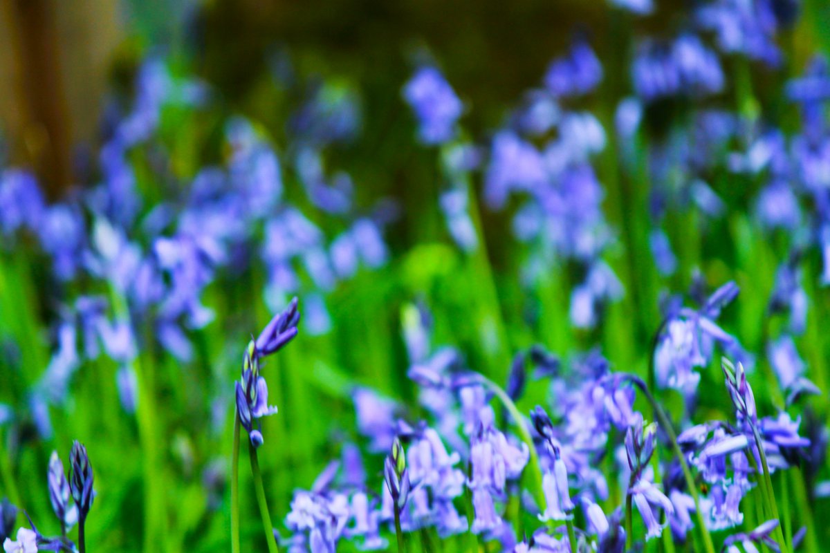 mentorscotus's tweet photo. @MonicaLennon7 @pauline4glasgow @neilcgray  @fultonsnp  Save Woodhall Faskine and Palacecraig from greed and speculation.This is Greenbelt on NPF4 and local plan. Below. Rare native bluebells which developer says will inevitably be lost to Road building. (Woodhall) https://t.co/BQPXRQ3d6Y