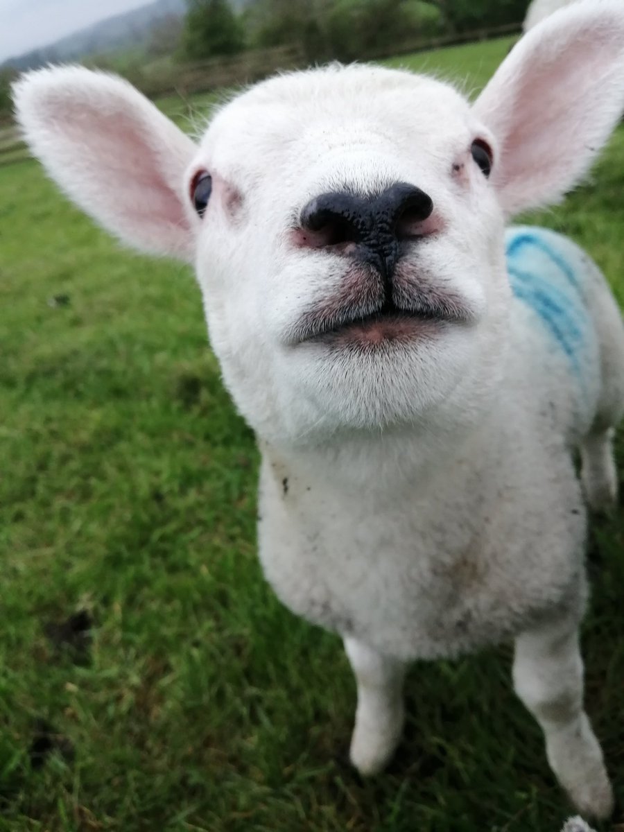 Oh Hi there!

#sheep #sheep365 #farming #farminglife #shepherdess #farmingneverstops #lambingseason #lambing #lambing2024