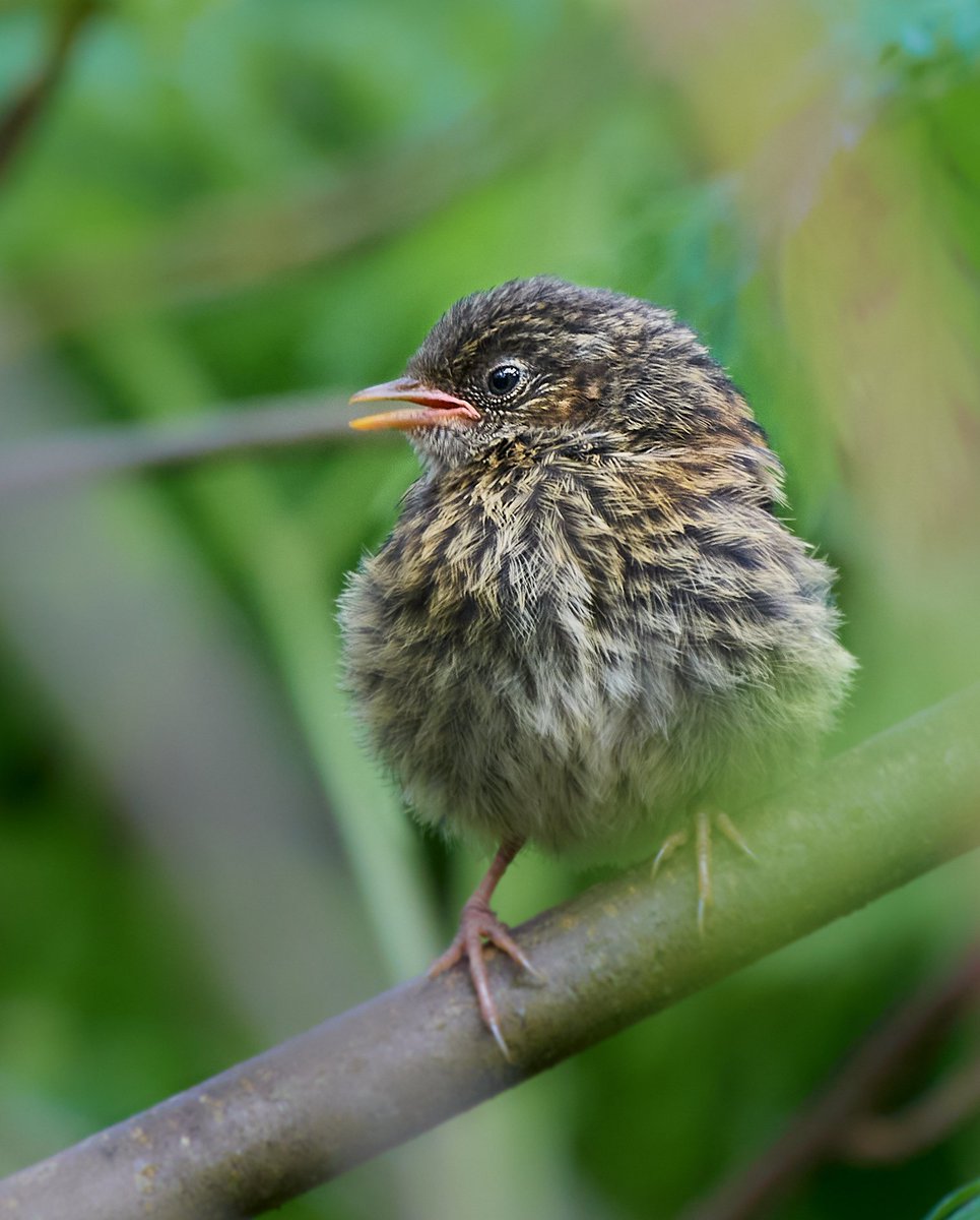 Dunnock fledgling.