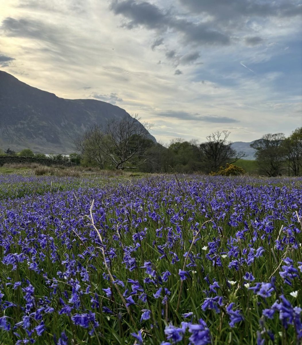 If you’re heading to Rannerdale Knots to see the magical bluebells you might want to pop in here on your way for a snack in our Tearoom #braithwaite #keswick #lakedistrict #photography #cumbria #lakes #c2c #nationalwalkingmonth #ramblers