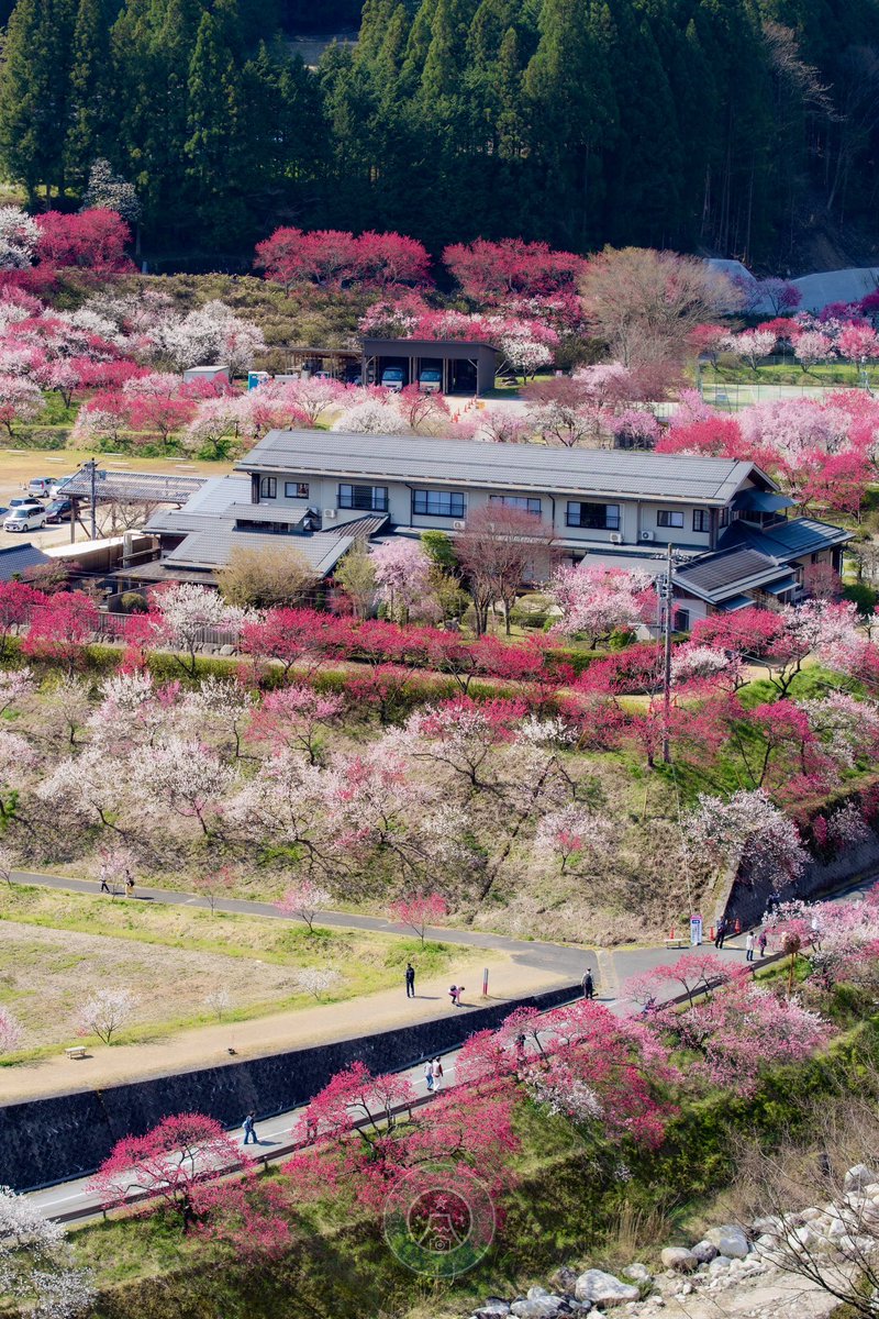 長野の山奥には、花桃に囲まれた秘境が存在する。

#長野 #tokyocameraclub #PENTAX