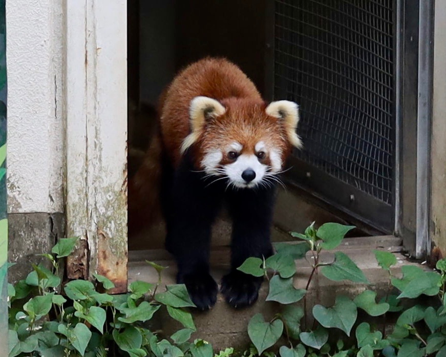 サクユリちゃん初めまして💕
元気いっぱい✨

#サクユリ
#江戸川区自然動物園
#レッサーパンダ