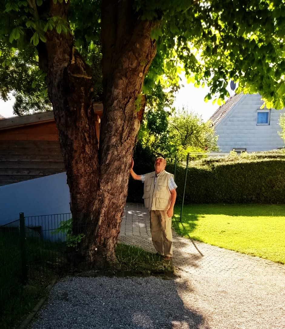 After more than 2 decades of travelling, today I visited my friend that I planted 6 decades ago. The feeling inside me is indescribable and yes, the tree looks better than the old man. Wishing everyone a blessed rest of the day💚💚🌲☘️🌿🌱🌳🍀💚