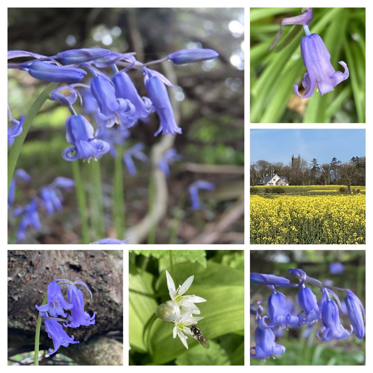 With so many of the big tough Spanish bluebells around it is a joy to see the native bluebells. The surrounding fields looking pretty spectacular ablaze with rapeseed. #SixOnSaturday #SaturdayVibes #GardenersWorld