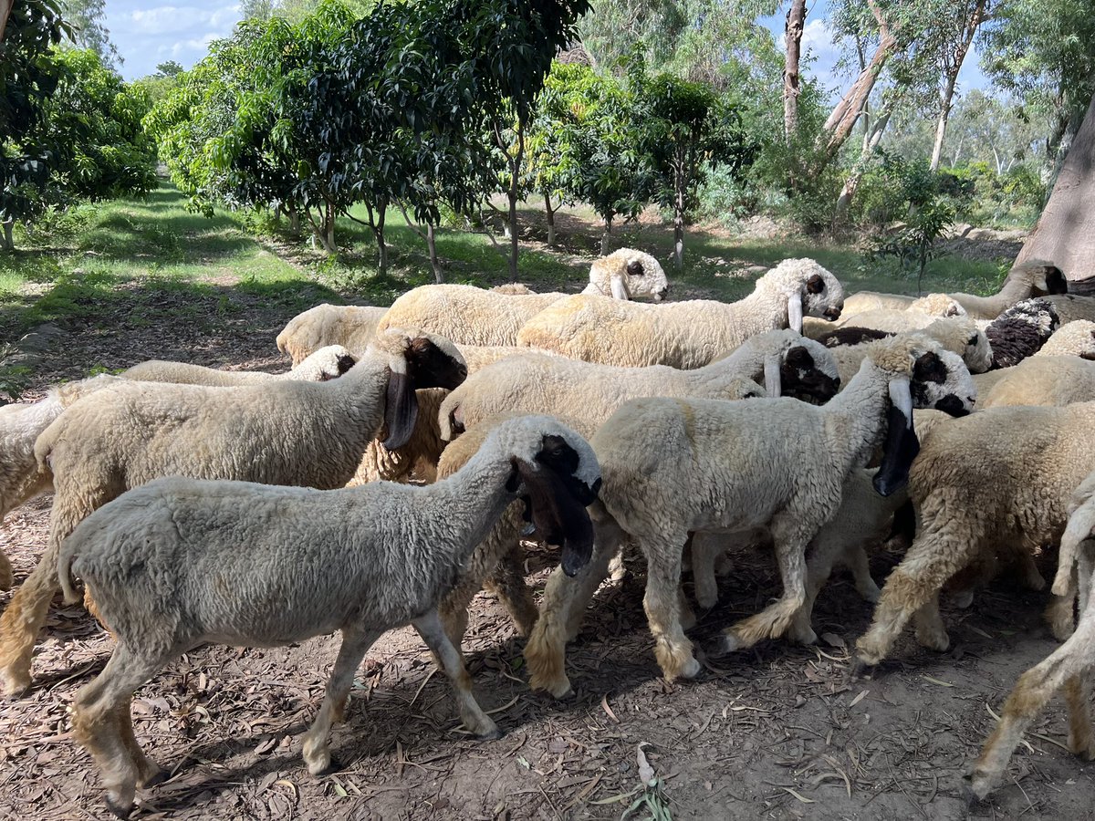 A high-density mango orchard featuring a diverse, multi-species cover crop between the rows. 

The cover crop is grazed by sheep, providing a significant boost in #SOM (#SoilOrganicMatter) in these otherwise SOM-poor soils. #Agroforestry

Photo source: Sam Knowlton <a href="/samdknowlton/">Sam Knowlton</a>