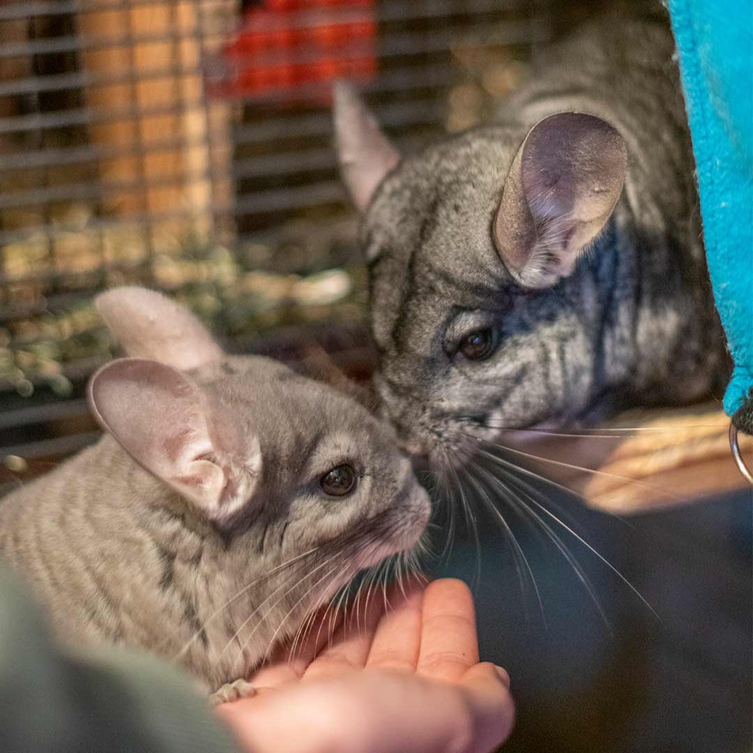 The force is with chinchillas Leia and Vader this #MayTheFourth! These cosmic superstars were rehomed with their friends Luke and Bee, and have been enjoying life ever since. #StarWarsDay