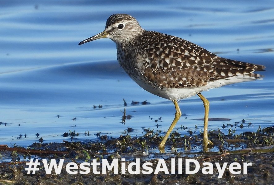 The very best of luck to all birders participating in the #WestMidsAllDayer today. Some great birds seen so far including Night Heron and Little Tern at Ladywalk NR and Red-throated Diver at Blithfield Reservoir. #MayTheFourth be with you!