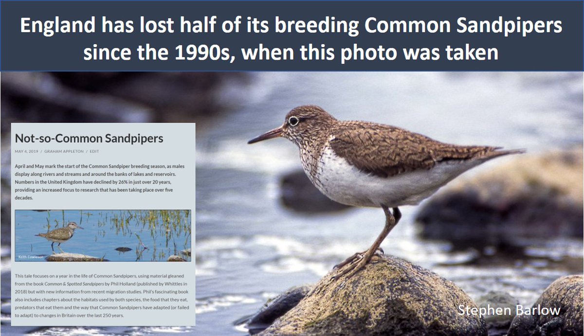 Not-so-Common Sandpipers (and stuff about Spotted Sandpipers too) Blog from 4 May 2019 based on book Phil Holland. wadertales.wordpress.com/2019/05/04/not… #waders #shorebirds #ornithology 🎂5⃣