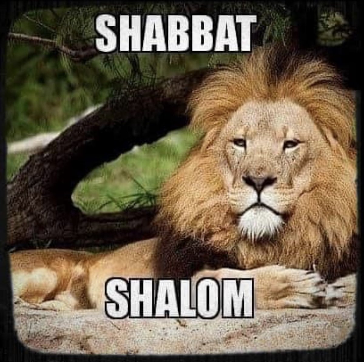 #ShabbatShalom ✡️ 🕎 🇮🇱 🇵🇷 🙏🏼 🙌🏼 🖖🏼 💪🏼