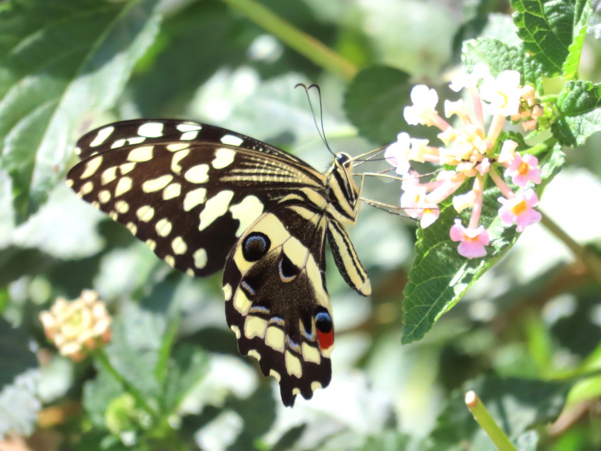 WWWings2023's tweet photo. #SomethingdifferentSaturday
On a bright, windy morning this beauty stayed on the flower just long enough for me to snap this shot.
#Zambia #NaturePhotography #TwitterNatureCommunity #Butterfly https://t.co/Zr1YNqRu4Q