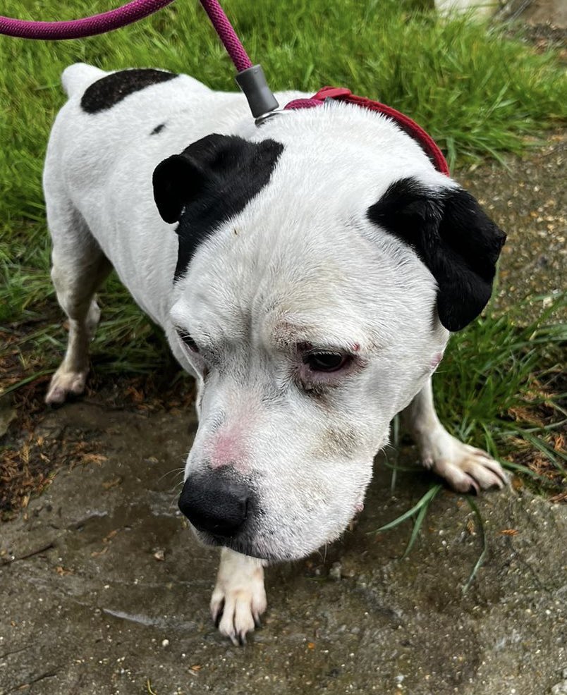 Yesterday, we received a call from the London borough of Waltham Forest  Dog Warden about a dog that had been brought to them by the police as found as a stray. 

Thanks to the microchip with my contact number on as back up as we were able to identify the dog as one of our…