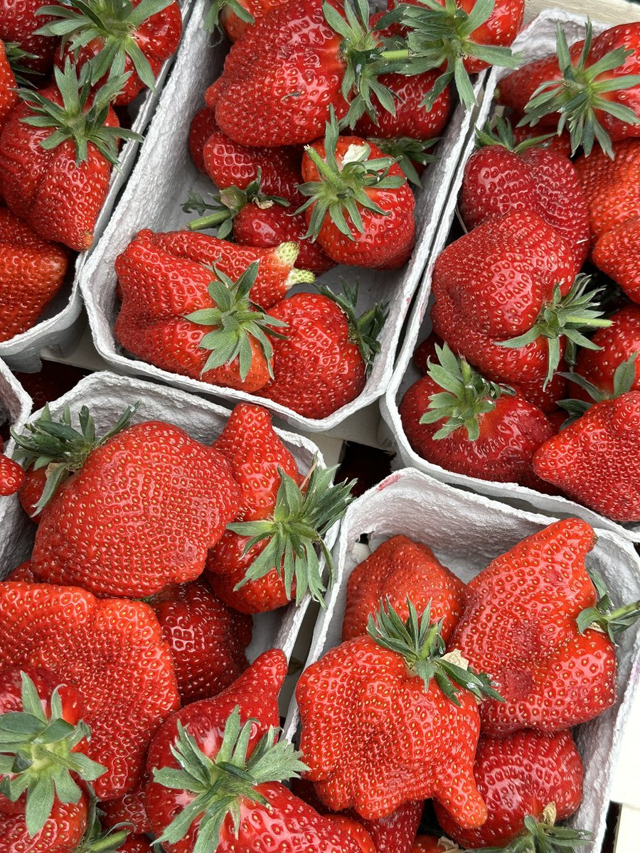 Es ist immer gut, unsere lokalen deutschen 🇩🇪 Märkte zu unterstützen. Schauen Sie sich diese riesigen Erdbeeren an! 🍓