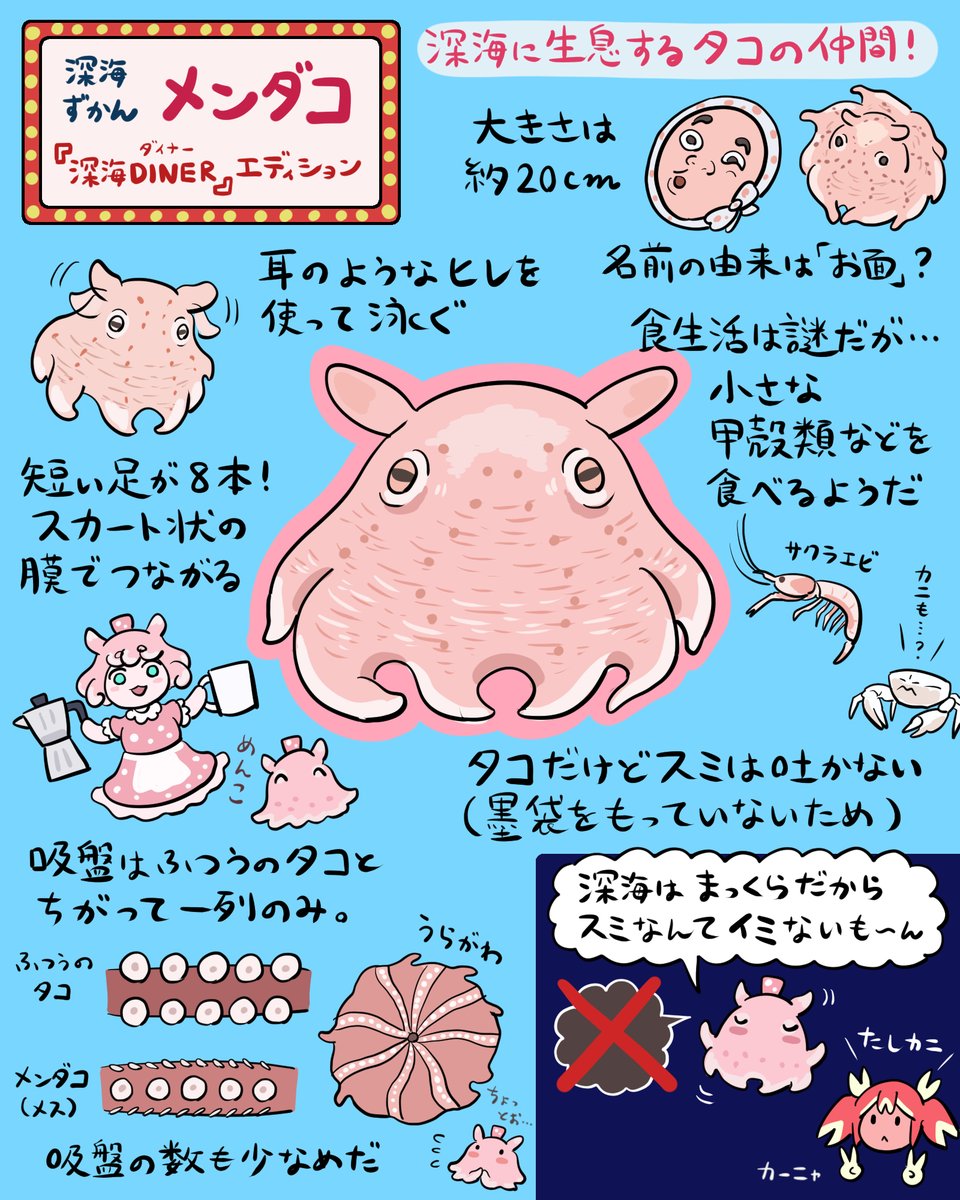 深海のふしぎなタコ「メンダコ」の図解を描きました。体型、触手、吸盤、スミ、産卵、水分量…と、ふつうのタコと違いまくりな個性が魅力。メンダコが主役の新作マンガ #深海DINER エディションです。マンガとあわせてどうぞ! 