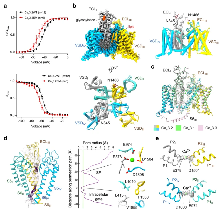Structural basis for human Cav3.2 inhibition by selective antagonists. @CellResearch. Check this #membrane #protein in the UniTmp database: pdbtm.unitmp.org/entry/9ayg

nature.com/articles/s4142…