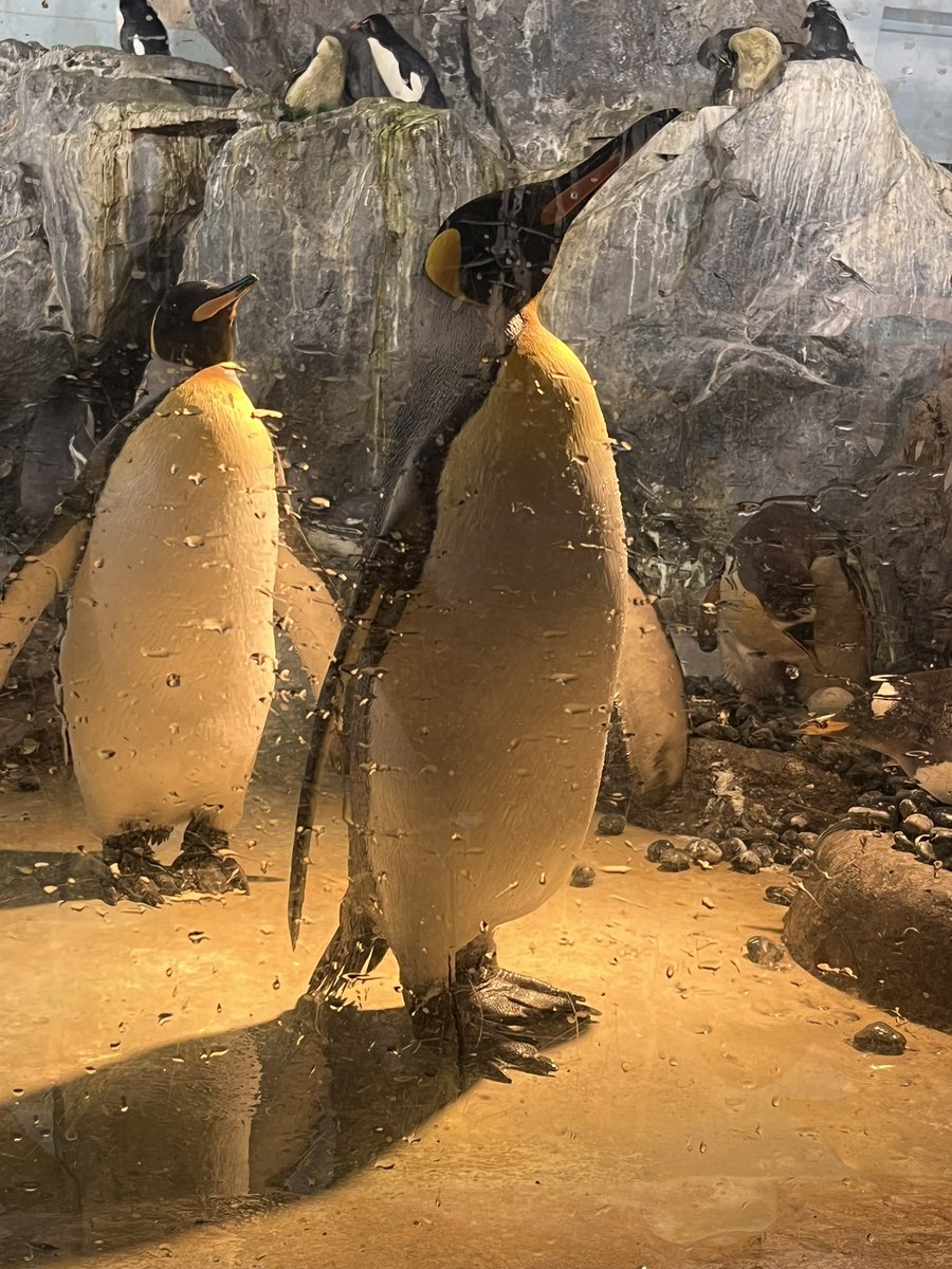 こづいてるペンギン。 泳いでるペンギン。 微動だにしないペンギン。 何かを期待しているペンギン（おやつ？） ペンギンは大人気でした🐧