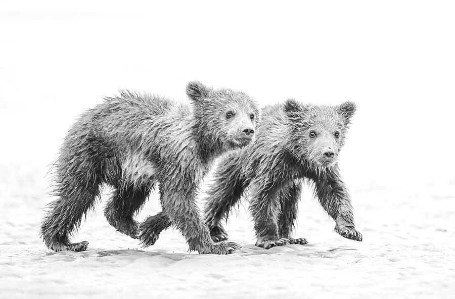 Two Spring Cubs in Alaska! buff.ly/4dmpJwp #bears #cubs #beach #brownbears #lakeclark #nationalpark #playing #wildlife #wildlifephotography #BuyIntoArt #AYearForArt #Travel #travelphotography #giftideas @joancarroll