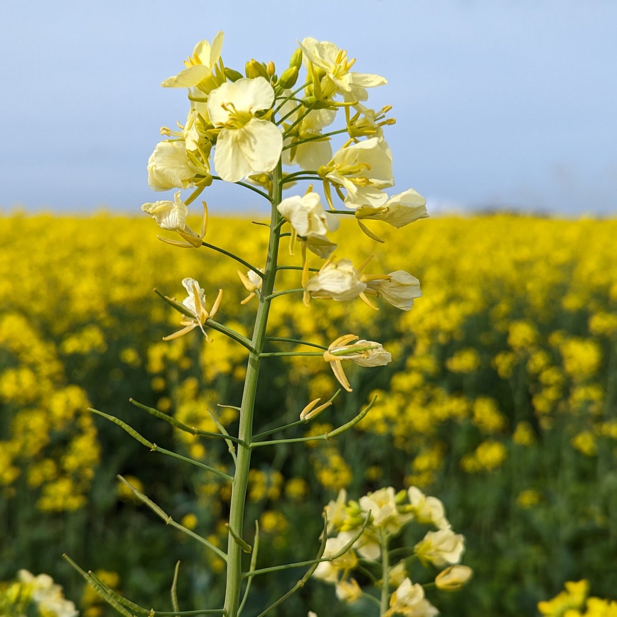 A cream coloured Oilseed Rape flower. A natural colour mutation. #NorfolkHoneyCo #StewartSpinks #BeekeepingForAll #Beekeeping #Honeybees #BeeFarmer