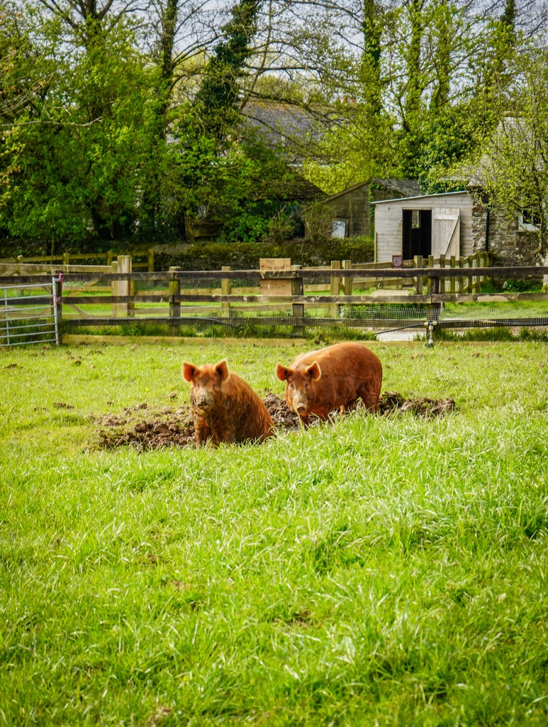 We're looking for an experienced stock person to help us combine regenerative agricultural practices with our conservation breeding programme of some of our rarest native breeds of livestock. To learn more about this role, please see the following link: heligan.com/about/jobs/sto…