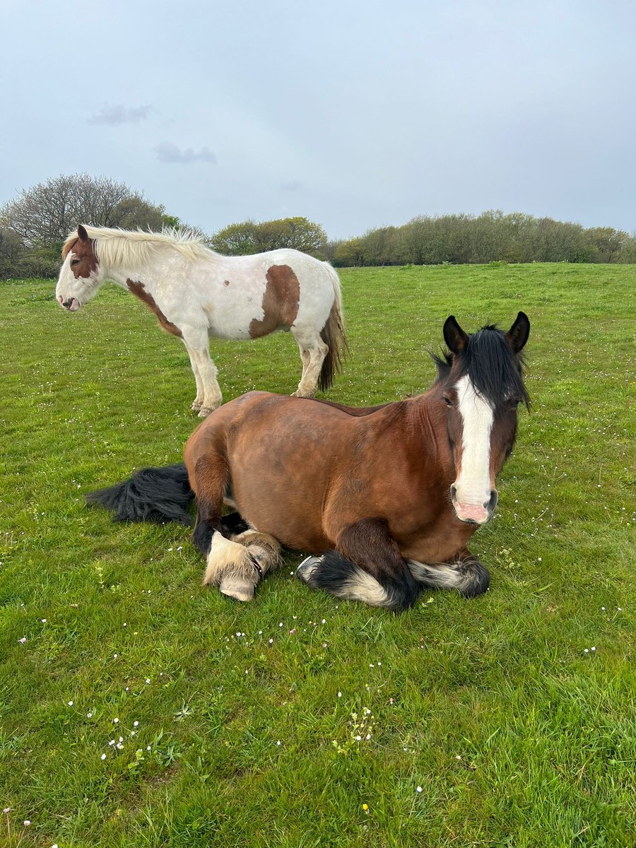 Bert and Ferne are enjoying being back in the summer field with the fresh Spring grass and the prospect of warmer weather to come! 🍃 

#Horses #Ponies #Spring #ClyneFarmCentre #FamilyRunBusiness #BookDirect #Swansea #LoveWales #LoveGower #WelshHoliday #VisitWales #Wales