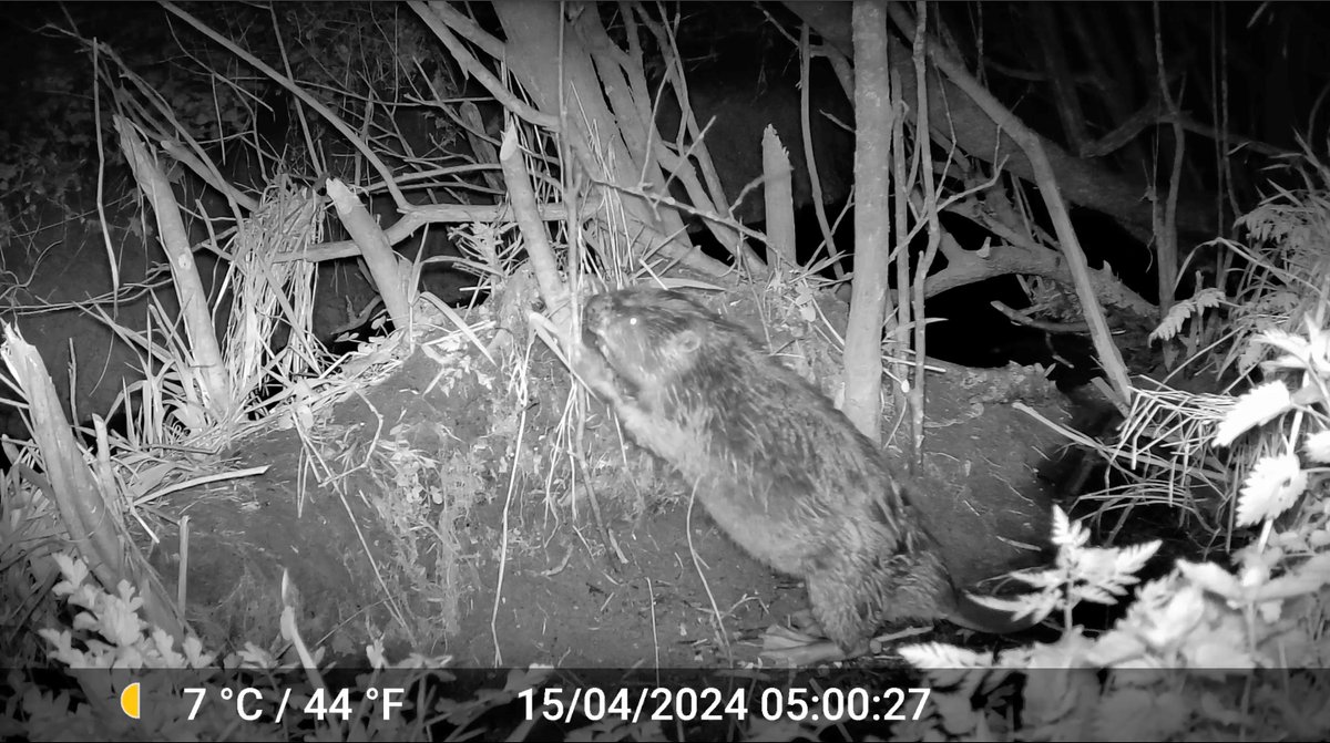 Still swept up in the beaver buzz? Us too! Dive into the excitement and join our rewilding gathering, Into The Light, next week at @healsomerset to discover the latest in rewilding, find out where 'our' beaver was spotted and see signs of their activity👇 healsomerset.org.uk/events/into-th…