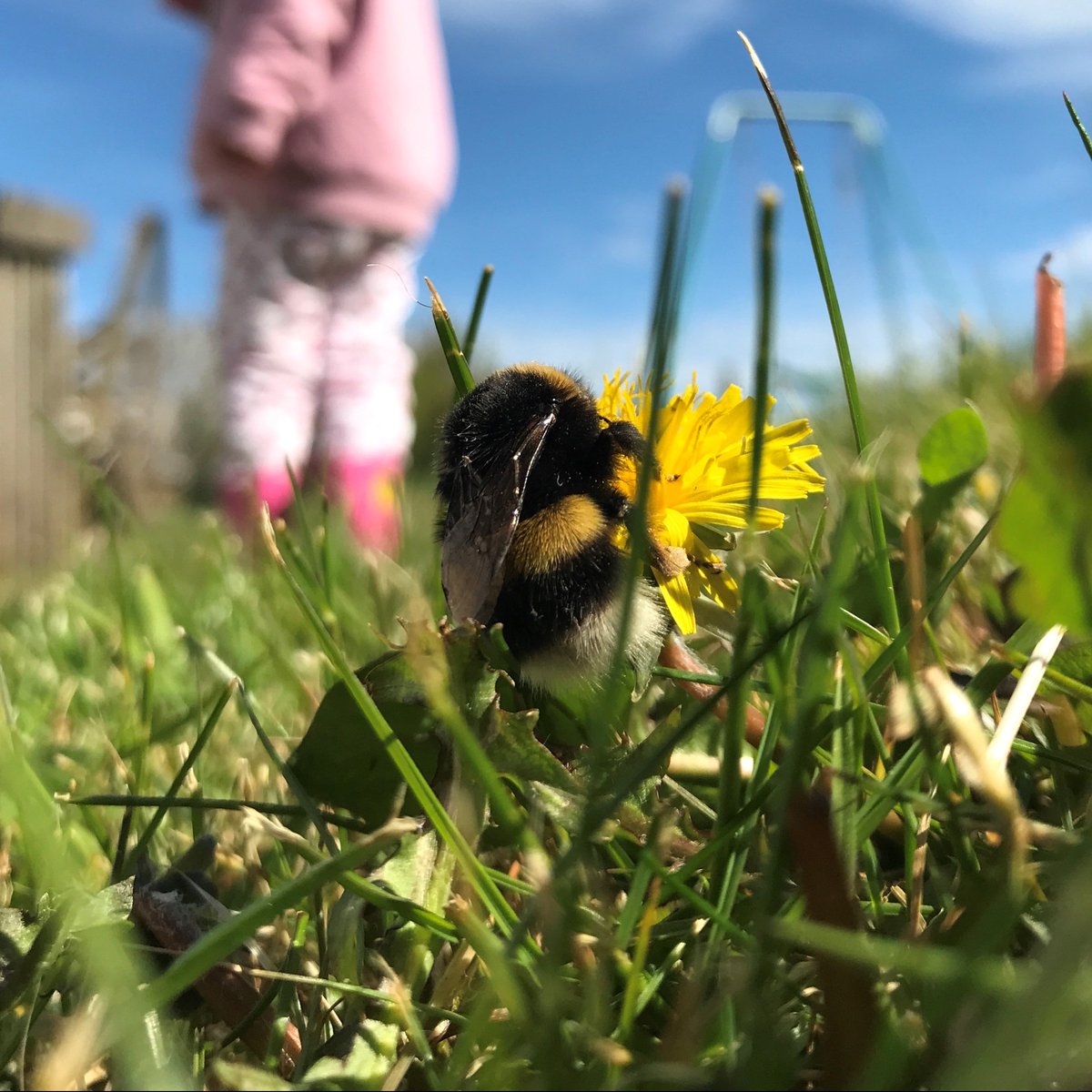 A great way to #MakeSpaceForNature is to let it grow for #NoMowMay and help your local wildlife 🌱. Leaving patches of grassy areas allows flowers to bloom and provides food and shelter for insects, birds and small mammals @Love_plants 🐝 More here: orlo.uk/TW1SW