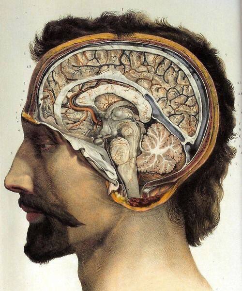 Beautiful sagittal section of the head showing the brain and cerebellum by Jean-Baptiste Marc Bourgery (1797-1849) #anatomy