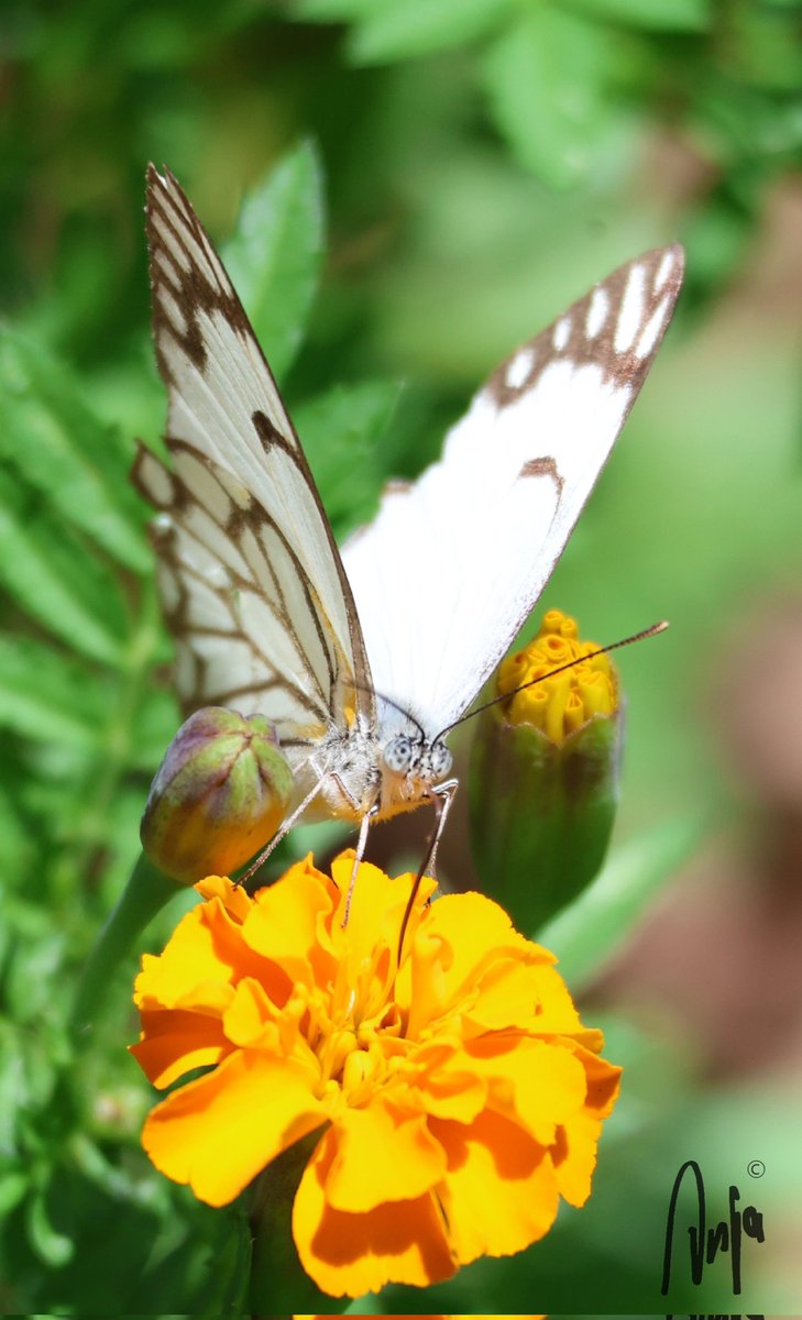 #4mei
#photography #nature #outdoors #garden #butterfly #insect #beauty #grace #Francistown #Botswana #Africa