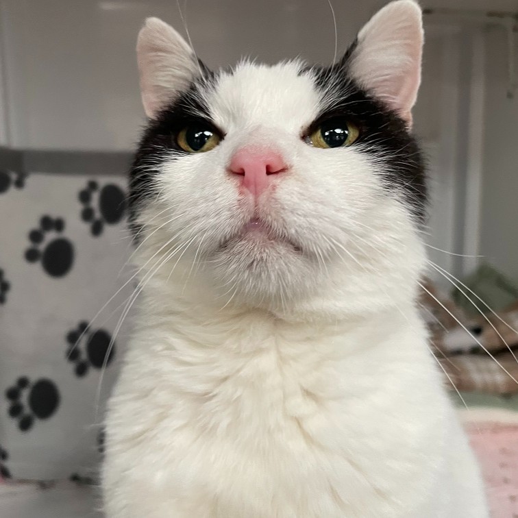 Happy #Caturday! How handsome does Salmon look in his new photos? You might be surprised to learn that Salmon is our longest staying cat, having been in search of a home for over six months. But Salmon won't lose hope that the purr-fect home is out there. themayhew.org/cats/salmon/.