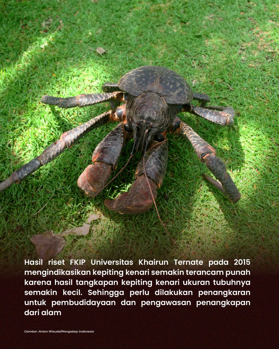 MongabayID tweet picture