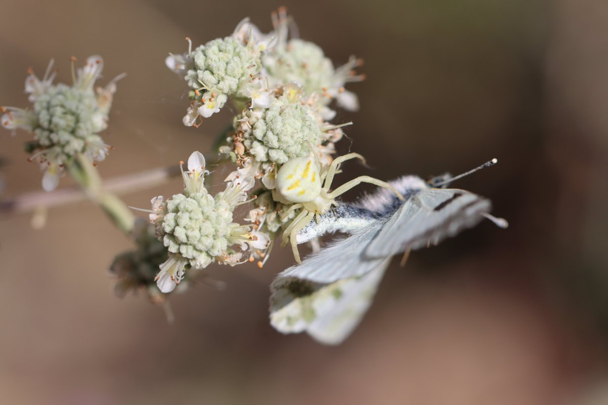 Death in slow motion. A fabulous crab spider Thomisus onustus feasting on this butterfly.

The female spiders are able to change colour to match the plant that they are on! The plant offers a home - they offer protection 

#FincaLaDonaria #spain #spiders