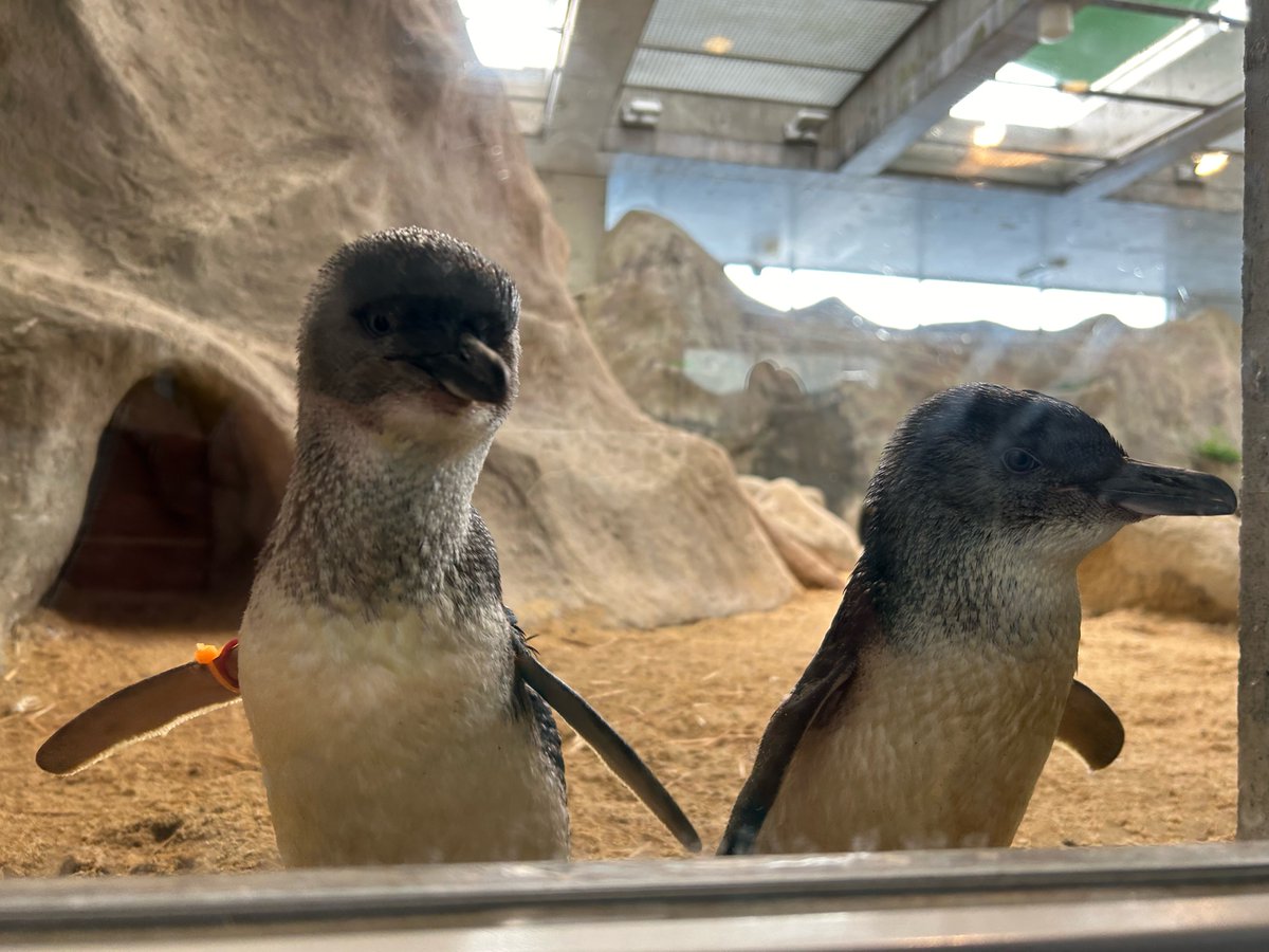 のぞき窓からコガタペンギンがこちらを見ています
#長崎ペンギン水族館　#ペンギン　#コガタペンギン　#penguin #GW