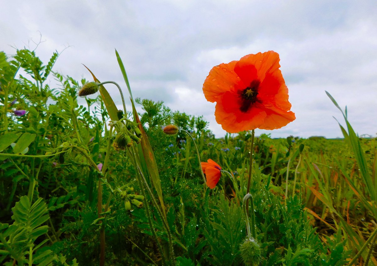 #Poppy after the overnight #rain #loveukweather #lincs