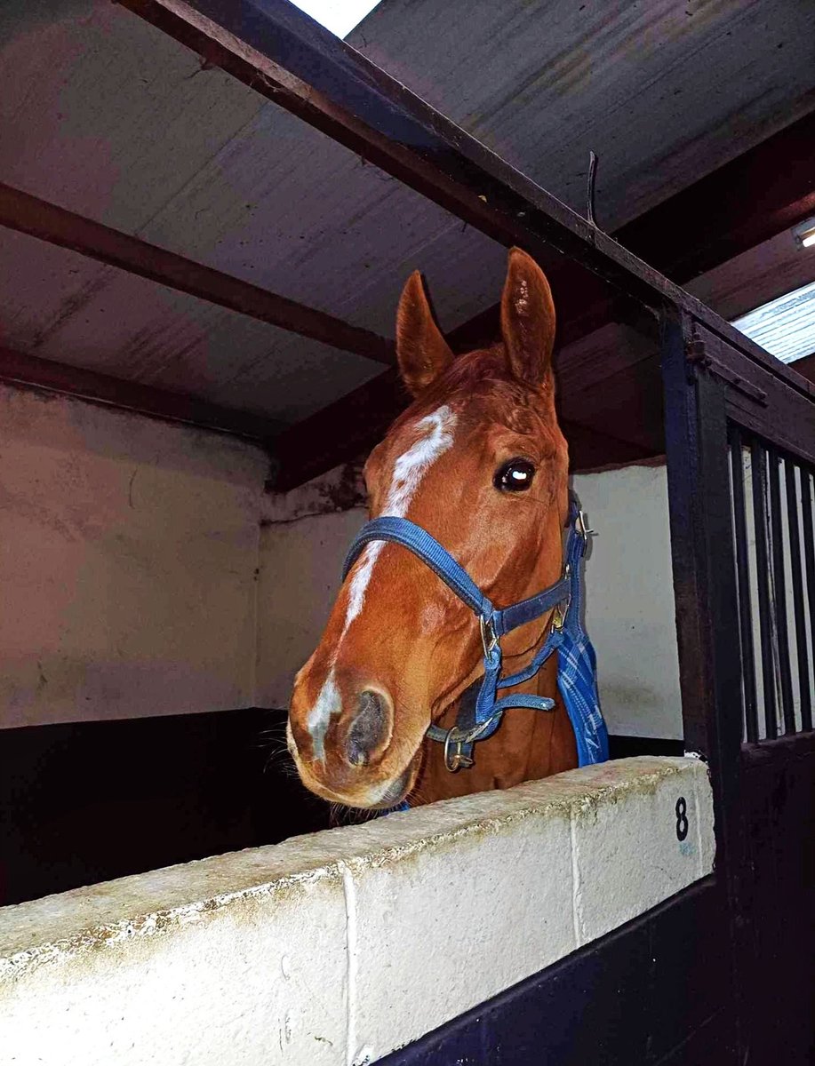 We have four runners today @HexhamRaces. The Paddy Pie 📸 (5.00) and Grand Geste (6.45) will be ridden by @NickScholfield1. Glen Road (7.15) and Mr Mahler 📸 (8.25) will be ridden by @TomMidgley4. #SSRacing 🏇.