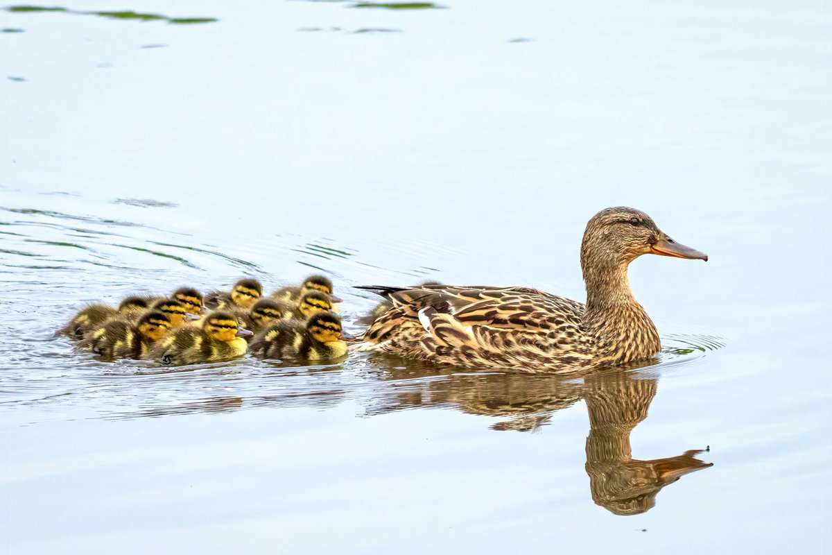 New Life - a sure sign of summer - Proud Mummy Mallard with her dozen delightful newly hatched ducklings on Boating Pond #BushyPark 4.05.24 @theroyalparks @TWmagazines @Teddington_Town @TeddingtonNub @WildLondon @Natures_Voice @SallyWeather @itvlondon